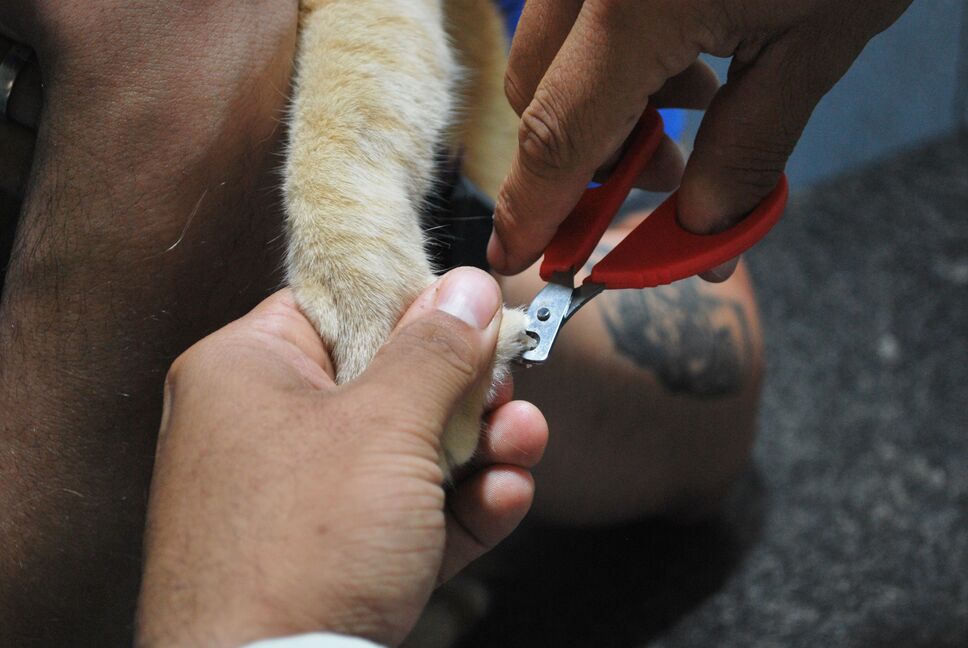 Gentle pet nail grooming with NailGrinder